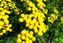 Список трав, обладающих желчегонным действием: готовые сборы и рецепты желчегонные травы