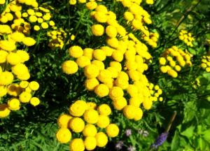 Список трав, обладающих желчегонным действием: готовые сборы и рецепты желчегонные травы