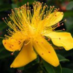 Трава продырявленный или каменный зверобой: полезные свойства для женщин трава зверобой лечебные свойства и противопоказания фото