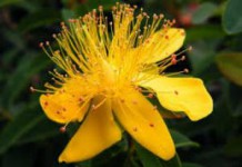 Трава продырявленный или каменный зверобой: полезные свойства для женщин трава зверобой лечебные свойства и противопоказания фото