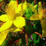 Трава зверобоя: показания и противопоказания, польза или вред трава зверобой лечебные свойства и противопоказания фото