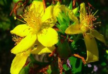 Трава зверобоя: показания и противопоказания, польза или вред трава зверобой лечебные свойства и противопоказания фото