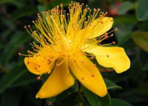 Трава продырявленный или каменный зверобой: полезные свойства для женщин трава зверобой лечебные свойства и противопоказания фото