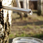 Березовый сок: полезные свойства для мужчин и женщин, возможные противопоказания Березовый сок