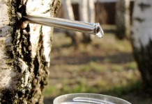 Березовый сок: полезные свойства для мужчин и женщин, возможные противопоказания Березовый сок