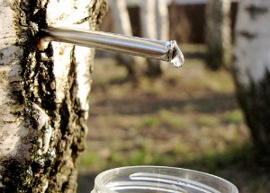 Березовый сок: полезные свойства для мужчин и женщин, возможные противопоказания Березовый сок