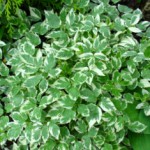 Сныть: полезные свойства травы и противопоказания, способы применения для лечения заболеваний Сныть