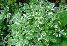 Сныть: полезные свойства травы и противопоказания, способы применения для лечения заболеваний Сныть