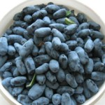 Жимолость: полезные свойства для организма и противопоказания к употреблению ягоды Жимолость