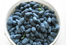 Жимолость: полезные свойства для организма и противопоказания к употреблению ягоды Жимолость