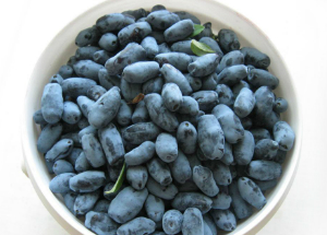 Жимолость: полезные свойства для организма и противопоказания к употреблению ягоды Жимолость