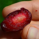 Полезные свойства кизила сушеного и противопоказания к употреблению Польза и вред сушеного кизила