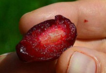 Полезные свойства кизила сушеного и противопоказания к употреблению Польза и вред сушеного кизила