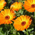 Ноготки: полезные свойства и противопоказания, применение для лечения болезней Ноготки