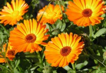 Ноготки: полезные свойства и противопоказания, применение для лечения болезней Ноготки