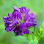 Люцерна: полезные свойства для здоровья и противопоказания Люцерна