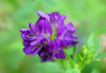 Люцерна: полезные свойства для здоровья и противопоказания Люцерна