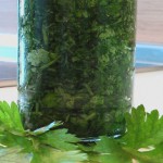 Кинза: польза и вред пряного растения для здоровья Кинза