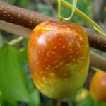 Экзотический кустарник зизифус: полезные свойства и противопоказания Зизифус