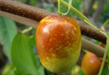 Экзотический кустарник зизифус: полезные свойства и противопоказания Зизифус