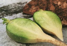 Зеленая редька: полезные свойства и возможные противопоказания Зеленая редька