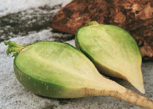 Зеленая редька: полезные свойства и возможные противопоказания Зеленая редька