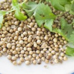 Кориандр: полезные свойства и противопоказания к употреблению приправы Кориандр