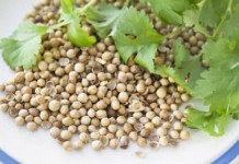 Кориандр: полезные свойства и противопоказания к употреблению приправы Кориандр