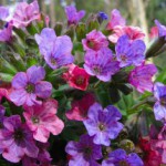 Растение медуница: полезные свойства и противопоказания, правила применения Медуница