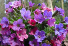 Растение медуница: полезные свойства и противопоказания, правила применения Медуница