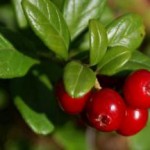 Чем полезны листья брусники: от отеков, при похудении, когда собирать и как принимать как заварить листья брусники