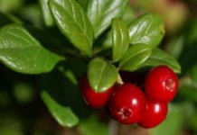 Чем полезны листья брусники: от отеков, при похудении, когда собирать и как принимать как заварить листья брусники