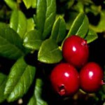 Можно ли пить листья брусники при беременности, как заваривать при отеках лист брусники при беременности