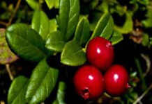 Можно ли пить листья брусники при беременности, как заваривать при отеках лист брусники при беременности