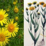 Полезные свойства корня девясила для мужчин и женщин, для вызова месячных Корень девясила полезные свойства