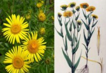 Полезные свойства корня девясила для мужчин и женщин, для вызова месячных Корень девясила полезные свойства