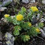 Радиола розовая: полезные свойства и противопоказания к применению Радиола розовая