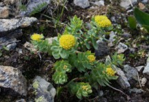 Радиола розовая: полезные свойства и противопоказания к применению Радиола розовая