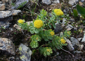 Радиола розовая: полезные свойства и противопоказания к применению Радиола розовая