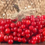 Калина красная: полезные свойства и противопоказания к употреблению Калина красная