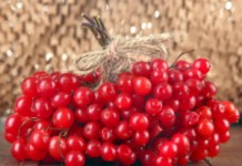 Калина красная: полезные свойства и противопоказания к употреблению Калина красная