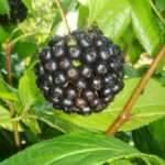 Элеутерококк: полезные свойства растения и противопоказания к употреблению Элеутерококк