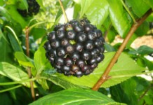 Элеутерококк: полезные свойства растения и противопоказания к употреблению Элеутерококк