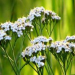 Трава тысячелистник: лечебные свойства и противопоказания для женщин тысячелистник фото лечебные свойства