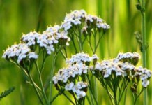 Трава тысячелистник: лечебные свойства и противопоказания для женщин тысячелистник фото лечебные свойства