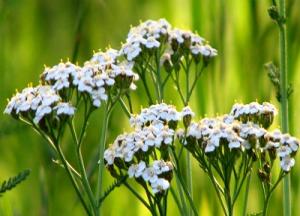 Трава тысячелистник: лечебные свойства и противопоказания для женщин тысячелистник фото лечебные свойства