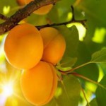 Полезные свойства и противопоказания кураги для мужчин, и женщин при беремености курага полезные свойства и противопоказания