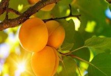 Полезные свойства и противопоказания кураги для мужчин, и женщин при беремености курага полезные свойства и противопоказания