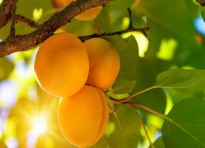 Полезные свойства и противопоказания кураги для мужчин, и женщин при беремености курага полезные свойства и противопоказания