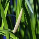 Корень аира болотного: полезные свойства и противопоказания настойки и отваров аир болотный фото и описание